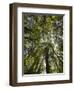 Tree Tops, Wood, Fiordland National Park, Southland, South Island, New Zealand-Rainer Mirau-Framed Photographic Print
