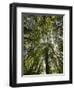 Tree Tops, Wood, Fiordland National Park, Southland, South Island, New Zealand-Rainer Mirau-Framed Photographic Print