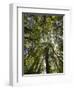 Tree Tops, Wood, Fiordland National Park, Southland, South Island, New Zealand-Rainer Mirau-Framed Photographic Print