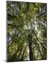 Tree Tops, Wood, Fiordland National Park, Southland, South Island, New Zealand-Rainer Mirau-Mounted Photographic Print