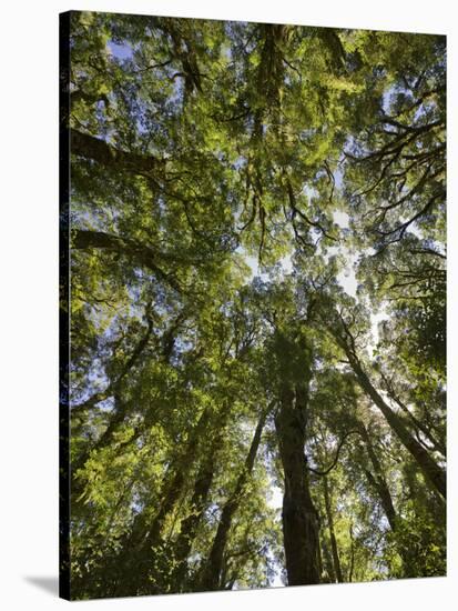 Tree Tops, Wood, Fiordland National Park, Southland, South Island, New Zealand-Rainer Mirau-Stretched Canvas