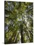 Tree Tops, Wood, Fiordland National Park, Southland, South Island, New Zealand-Rainer Mirau-Stretched Canvas