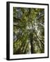 Tree Tops, Wood, Fiordland National Park, Southland, South Island, New Zealand-Rainer Mirau-Framed Photographic Print