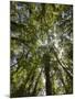 Tree Tops, Wood, Fiordland National Park, Southland, South Island, New Zealand-Rainer Mirau-Mounted Photographic Print