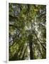 Tree Tops, Wood, Fiordland National Park, Southland, South Island, New Zealand-Rainer Mirau-Framed Photographic Print