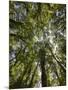 Tree Tops, Wood, Fiordland National Park, Southland, South Island, New Zealand-Rainer Mirau-Mounted Photographic Print