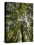 Tree Tops, Wood, Fiordland National Park, Southland, South Island, New Zealand-Rainer Mirau-Stretched Canvas