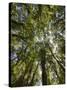 Tree Tops, Wood, Fiordland National Park, Southland, South Island, New Zealand-Rainer Mirau-Stretched Canvas