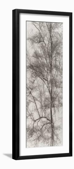 Tree Triptych I-Norm Stelfox-Framed Photographic Print