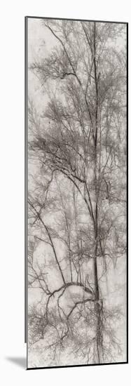 Tree Triptych I-Norm Stelfox-Mounted Photographic Print