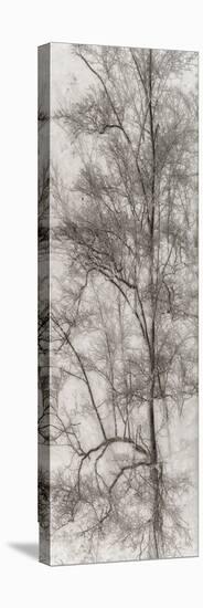 Tree Triptych I-Norm Stelfox-Stretched Canvas