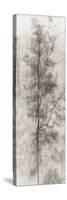 Tree Triptych II-Norm Stelfox-Stretched Canvas