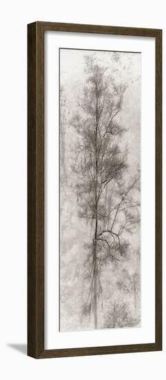 Tree Triptych II-Norm Stelfox-Framed Photographic Print