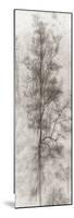 Tree Triptych II-Norm Stelfox-Mounted Photographic Print