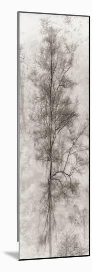 Tree Triptych II-Norm Stelfox-Mounted Photographic Print