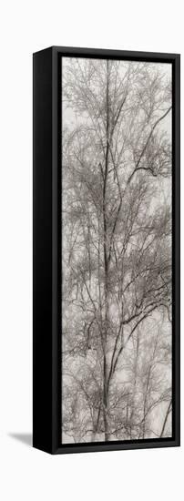 Tree Triptych III-Norm Stelfox-Framed Stretched Canvas