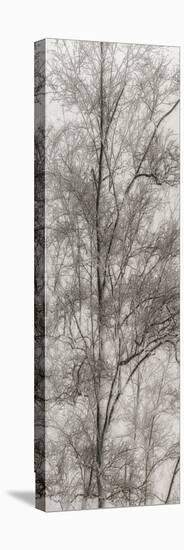 Tree Triptych III-Norm Stelfox-Stretched Canvas