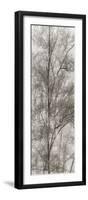 Tree Triptych III-Norm Stelfox-Framed Photographic Print