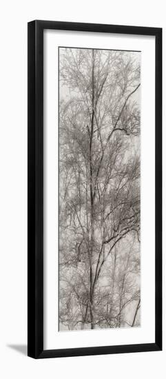 Tree Triptych III-Norm Stelfox-Framed Photographic Print