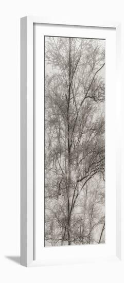 Tree Triptych III-Norm Stelfox-Framed Photographic Print