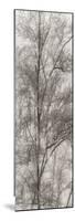 Tree Triptych III-Norm Stelfox-Mounted Photographic Print