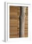 Tree Trunk Against Wood Clad Exterior-David Barbour-Framed Photo