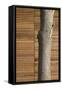 Tree Trunk Against Wood Clad Exterior-David Barbour-Framed Stretched Canvas