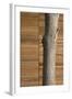 Tree Trunk Against Wood Clad Exterior-David Barbour-Framed Photo