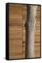 Tree Trunk Against Wood Clad Exterior-David Barbour-Framed Stretched Canvas