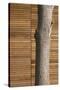 Tree Trunk Against Wood Clad Exterior-David Barbour-Stretched Canvas