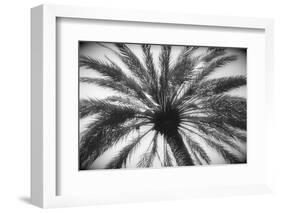 Tree trunk and leaves, 2019 (photography)-Alex Caminker-Framed Photographic Print