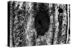 Tree Trunk Hole-null-Stretched Canvas