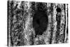 Tree Trunk Hole-null-Stretched Canvas