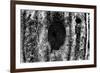 Tree Trunk Hole-null-Framed Photo