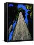 Tree Trunk of Coastal Redwood-Doug Wilson-Framed Stretched Canvas