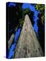 Tree Trunk of Coastal Redwood-Doug Wilson-Stretched Canvas