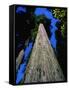 Tree Trunk of Coastal Redwood-Doug Wilson-Framed Stretched Canvas