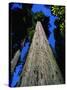 Tree Trunk of Coastal Redwood-Doug Wilson-Stretched Canvas