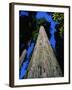 Tree Trunk of Coastal Redwood-Doug Wilson-Framed Photographic Print