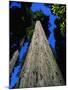 Tree Trunk of Coastal Redwood-Doug Wilson-Mounted Photographic Print