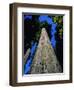 Tree Trunk of Coastal Redwood-Doug Wilson-Framed Photographic Print