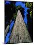 Tree Trunk of Coastal Redwood-Doug Wilson-Mounted Photographic Print