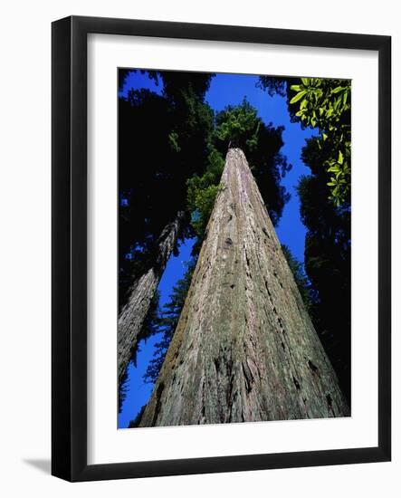 Tree Trunk of Coastal Redwood-Doug Wilson-Framed Photographic Print