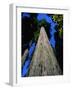 Tree Trunk of Coastal Redwood-Doug Wilson-Framed Photographic Print