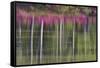 Tree trunks and azaleas reflected in calm pond, Georgia-Darrell Gulin-Framed Stretched Canvas