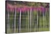 Tree trunks and azaleas reflected in calm pond, Georgia-Darrell Gulin-Stretched Canvas