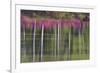Tree trunks and azaleas reflected in calm pond, Georgia-Darrell Gulin-Framed Premium Photographic Print