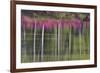 Tree trunks and azaleas reflected in calm pond, Georgia-Darrell Gulin-Framed Premium Photographic Print