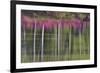 Tree trunks and azaleas reflected in calm pond, Georgia-Darrell Gulin-Framed Premium Photographic Print