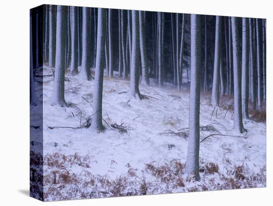 Tree Trunks Covered in Snow in Cumbria, England-Michael Busselle-Stretched Canvas